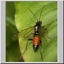 Tenthredopsis sp - Blattwespe 01b 12mm.jpg